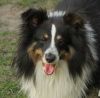 Choco Benji von der Sheltiebande ( Benji ) 22.04.11 -1
